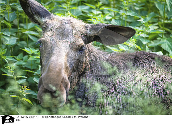 Elch / elk / MAW-01214