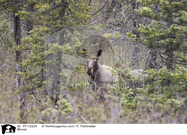 Elch / Moose / FF-15224