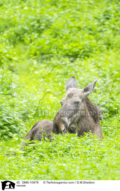 Elch / moose / DMS-10878