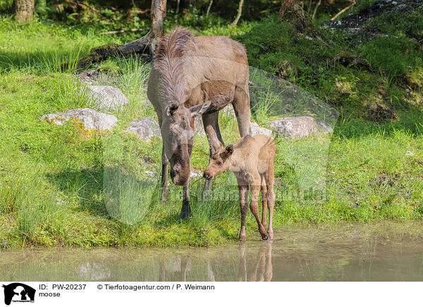 Elch / moose / PW-20237