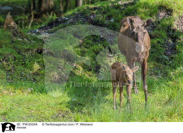 Elch / moose / PW-20244
