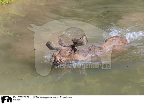 moose / PW-20258