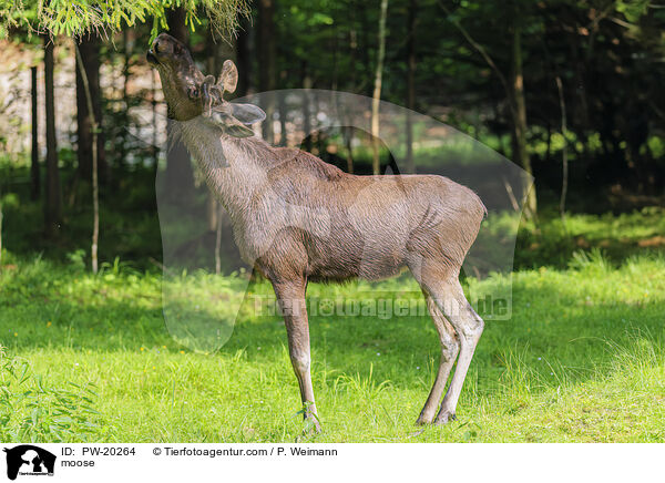 Elch / moose / PW-20264