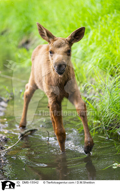 Elch / elk / DMS-15542