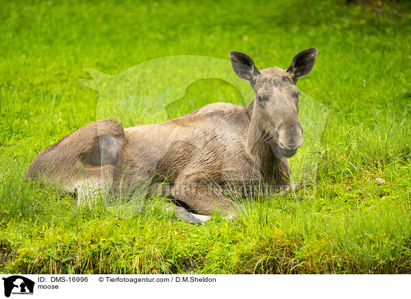 Elch / moose / DMS-16996