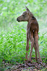 young elk