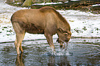 elk