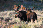 elks