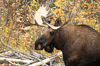 moose