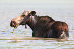 moose