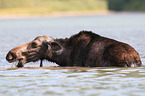 moose