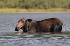 moose