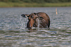 moose