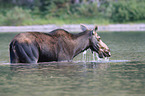 moose