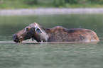 moose