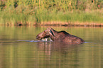 moose