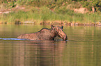 moose
