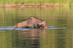 moose