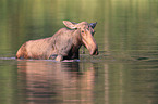 moose