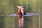 moose
