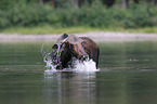 moose