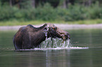 moose