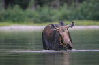 moose
