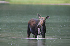 moose