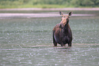 moose