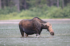 moose