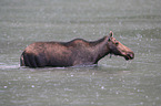moose