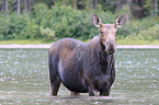 moose