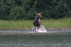 moose