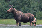 mooses