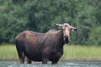 moose