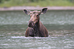 moose