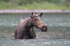 moose