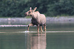 moose