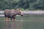 moose
