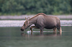 moose