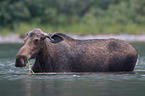 moose