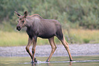 moose