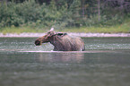 moose