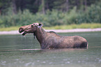 moose