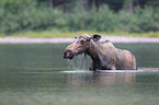 moose
