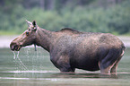 moose