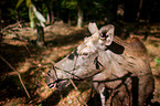 moose