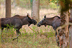 mooses
