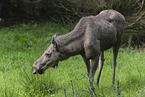 standing Elk