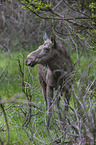 standing Elk